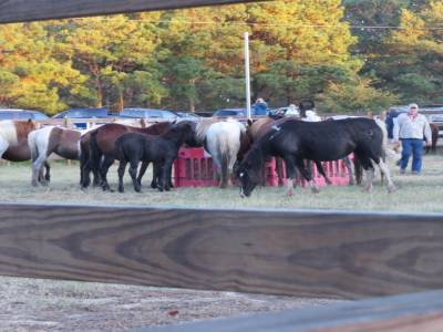 Chincoteague Island, virginie, usa octobre 2019