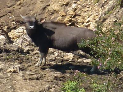 Bison sauvage