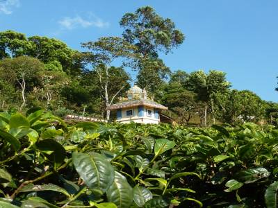 petit temple au milieu de la plantation