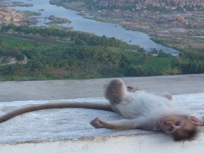 Singe se dorant la pilule 