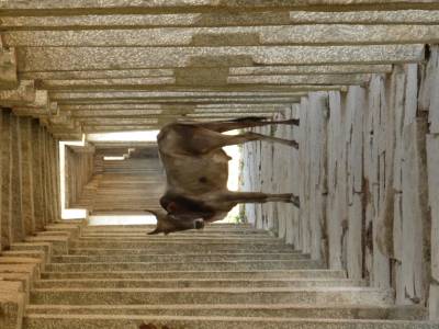 Une vache a l'ombre