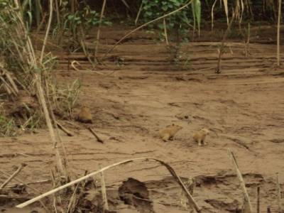 bébés capibaras