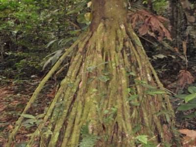 Socratea, l'arbre qui marche