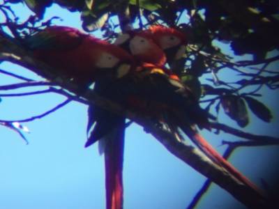 perroquet guacamayo, agrandissement aux jumelles