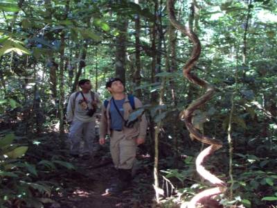liane dans la jungle