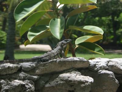L'iguane du jardin