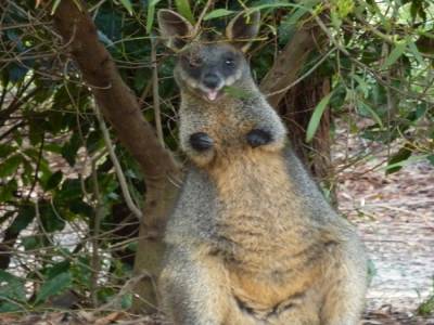 kangourou Jervis Bay