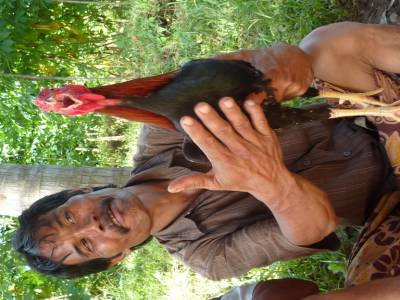 Un coq qui chante sur de demande