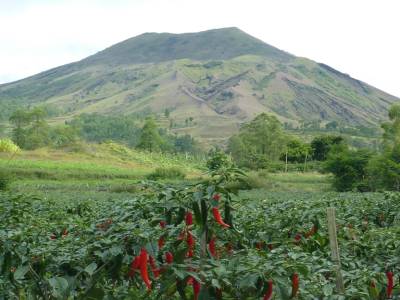 Le Bromo vu d'un champ de piment