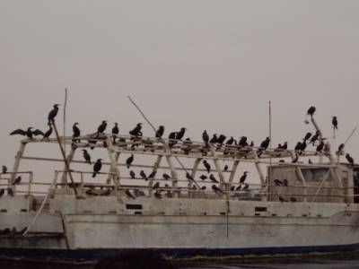 Cormorans