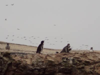 pingouins de Humbolt - trop mignons ! malheureusement en voie de disparition