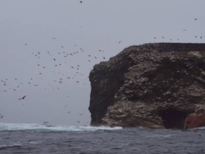 Des milliers d'oiseaux sur les îles Ballestras