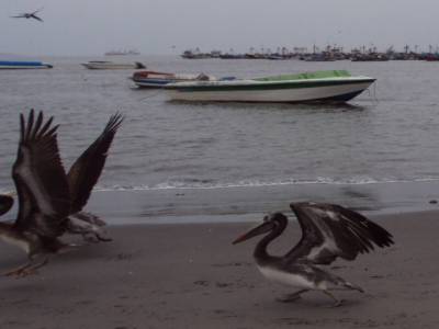 Pelicans- port de Paracas