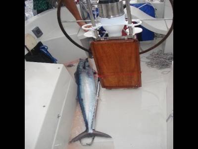 Tuna