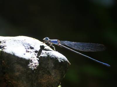 Une libellule reprend son soufle sur une pierre maya