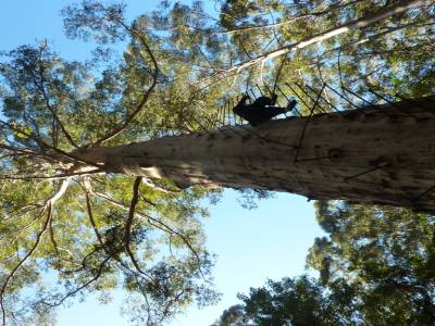 L'arbre a "