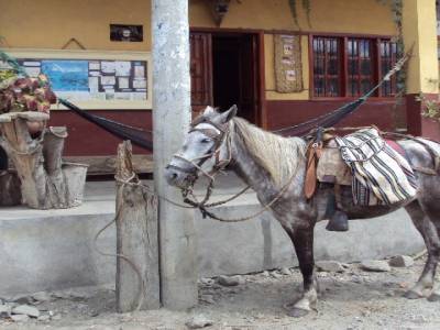 Les aventures de Jolly Jumper en Equateur