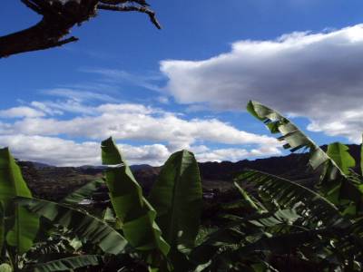 Bananiers a Vilcabamba