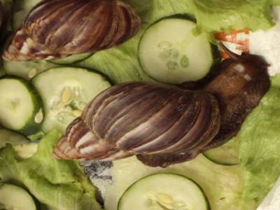 Escargots énormes, faut en baver pour les faire baver !