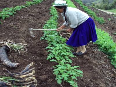 Vilcatotora, culture de la pomme de terre