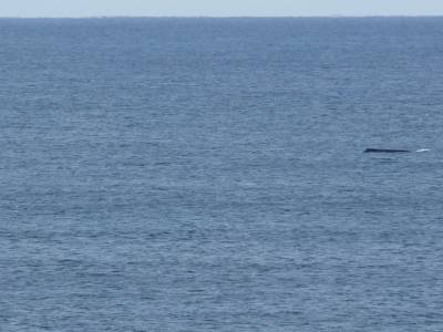 Si, si c'est ne baleine !