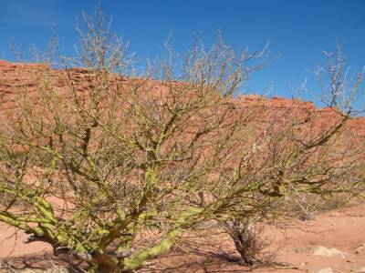 Cafayate - Cachi
