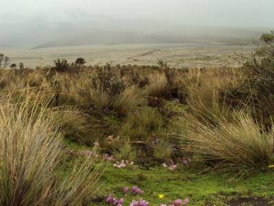 Le paramo, paysage brumeux d'altitude