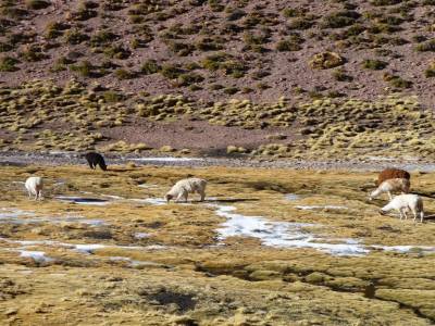 Petite biquette des Andes : Lama