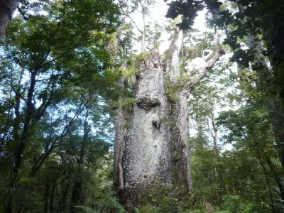 Deuxième plus grand arbre 