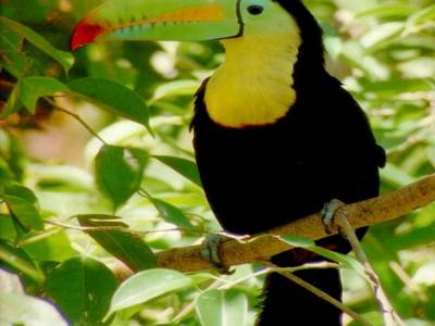 Toucan