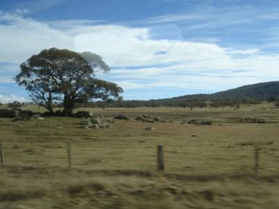 The bush