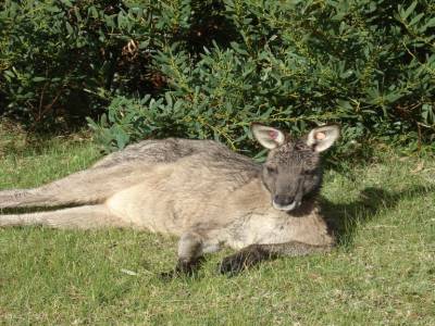 Wilson's promontory