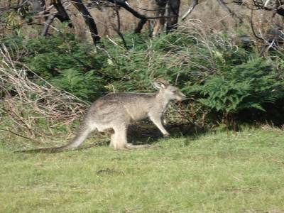 Wilson's promontory