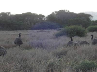 Wilson's promontory