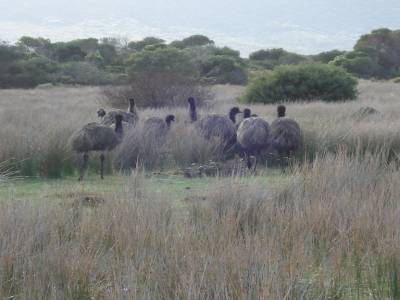 Wilson's promontory
