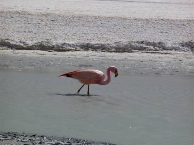 Flamant rose