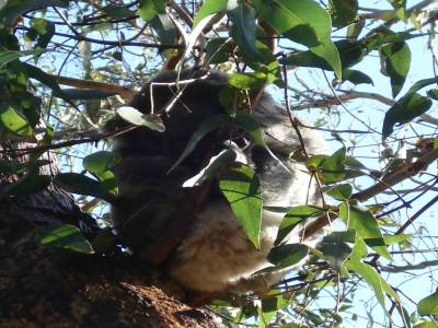 Koalas