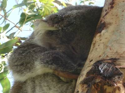 Koalas