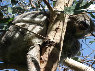 Koalas