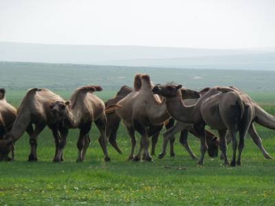 MONGOL ELS