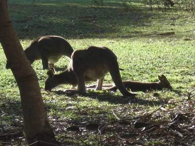 Kangourous