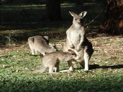 Kangourous (maman et son Joey)