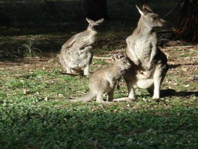 Kangourous (maman et son Joey)