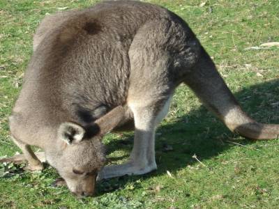 Kangourous
