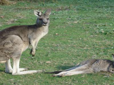 Kangourous