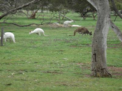 Kangourous blancs à Bordertown