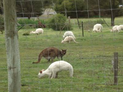 Kangourous blancs à Bordertown