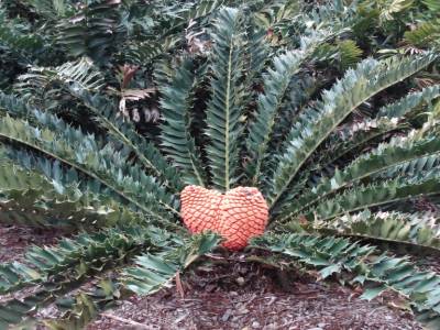 Adelaide. Jardin botanique. Pensée pour Françoise et Alain