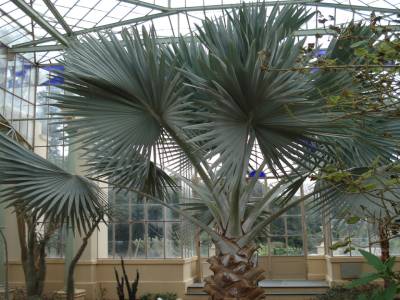 Adelaide. Jardin botanique