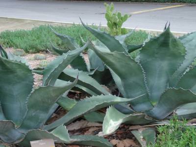 Adelaide. Jardin botanique